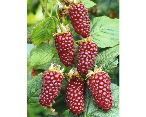 Framboisier-mûrier bio 'Buckingham Tayberry' FloraSelf Floralie Gärtnern mit Kids pot Ø 13 cm framboises au goût de mûre sans épines, forme des rhizomes