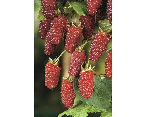 Brombeerfruchtstand mit reifen Beeren und grünen Blättern