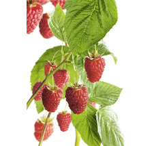 Plant de framboises avec fruits mûrs et feuilles vertes