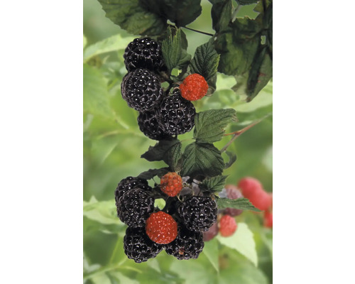 Framboisier à fruits noirs bio, framboisier 'Black Jewel' FloraSelf Bio Co 2 l très productif