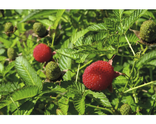 Framboisier-fraise japonais bio FloraSelf Bio Rubus illecebrosus Co 2 l