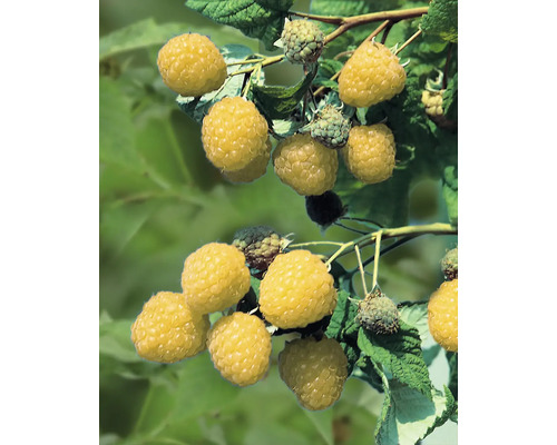 Framboisier d'automne à fruits jaunes bio 'Golden Everest' FloraSelf Floralie Gärtnern mit Kids pot Ø 13 cm