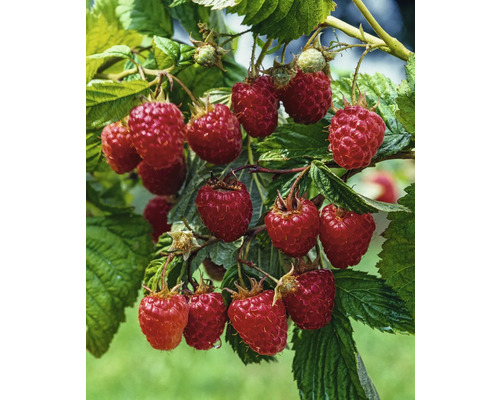 Framboisier d'été bio 'Malling Promise' FloraSelf Floralie Gärtnern mit Kids pot Ø 13 cm