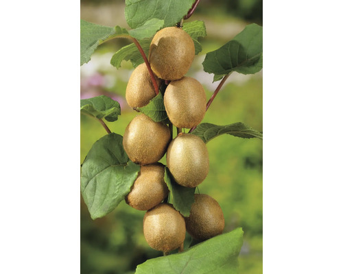 Kiwi bio en espalier 2 variétés FloraSelf Bio Kiwi Jenny (autofertile) et Tomuri (mâle)