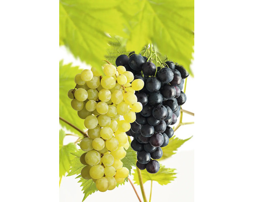Raisin de table bio en espalier FloraSelf Bio Vitis vinifera 'Regent' et 'Phoenix' Co 7,5 l jaune et bleu violet