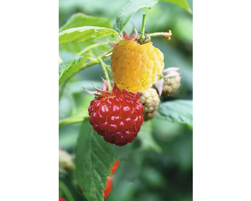 Himbeeren