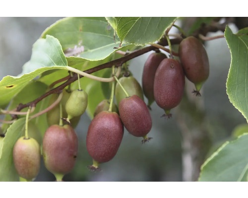 Kiwi de Sibérie bio 'Red Jumbo' (femelle) FloraSelf Bio Actinidia arguta 'Red Jumbo' Co 3 l