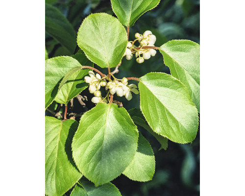 Kiwi bio femelle 'Super Jumbo' FloraSelf Bio Actinidia arguta 'Super Jumbo' Co 3 l