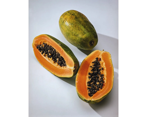 Papayer bio FloraSelf Bio Carica papaya 'Sunnybees®' Co 3 l