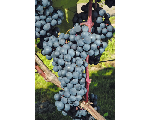 Trauben am Weinstock