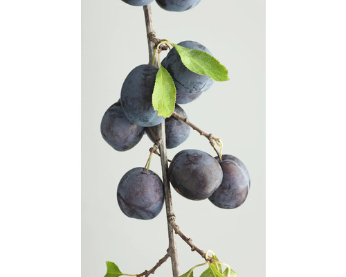 Bio Haferschlehe, Haferpflaume Halbstamm FloraSelf Bio Prunus domestica subsp. Insititia Stammhöhe ca. 120 cm Co 7,5 L Historische/Alte Sorte Wildobst mit vitaminreichen Früchten Zweig mit reifen Pflaumen