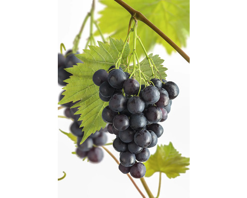 Raisin de table bio 'Muscat Bleu' FloraSelf Bio Vitis vinifera 'Muscat Bleu' Co 3 l