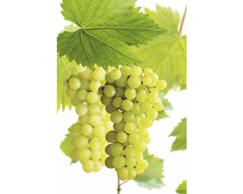 Bio Weintraube Tafeltraube 'Polo Muskat' FloraSelf Bio Vitis vinifera 'Polo Muskat' Co 3 L