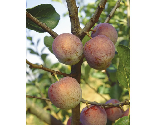 Prunier bio demi-tige FloraSelf Bio Prunus persica 'Königin Viktoria' hauteur de tige env. 120 cm Co 7,5 l autofécondant variété historique/ancienne