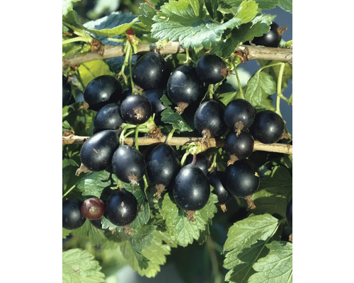 Bio Josta Beere Stämmchen FloraSelf Bio Ribes x nidigrolaria H 80-100 cm Co 5 L Schwarze Johannisbeeren am Strauch