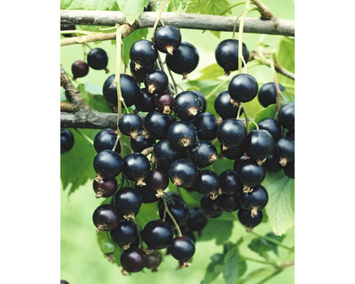 Grosseillier noir bio FloraSelf Bio Ribes nigrum 'Rosenthals' h 80-100 cm Co 5 l
