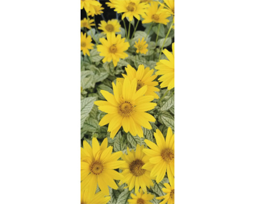 Aster à feuilles rugueuses jaunes sur l''image.