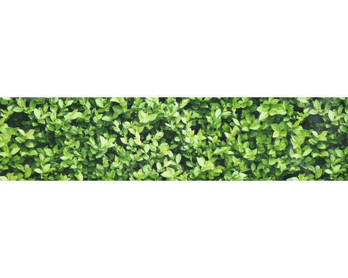 Gros plan d''une haie verte.