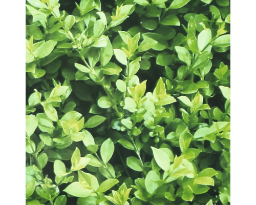 Gros plan d''une haie aux feuilles vertes.