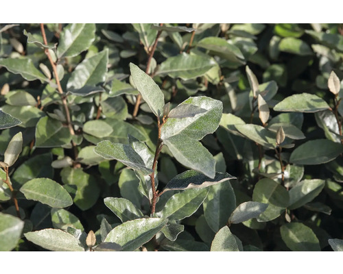 Immergrüner Ölweidenbaum mit Laub