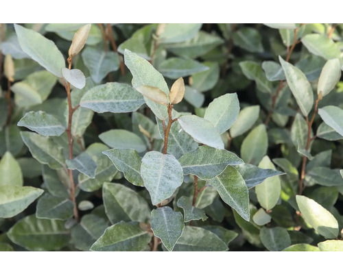 Nahaufnahme einer Ölweide Pflanze mit Blättern