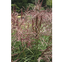 Roseau de Chine avec inflorescences dans le jardin