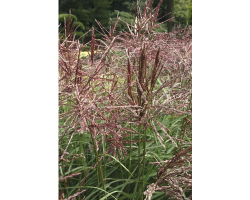 Roseau de Chine avec inflorescences dans le jardin