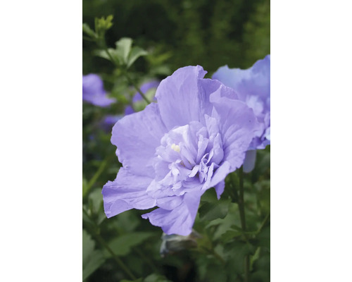 Hibiscus de Syrie FloraSelf Hibiscus syriacus 'Blue Chiffon' Co 15 L fleurs semi-double