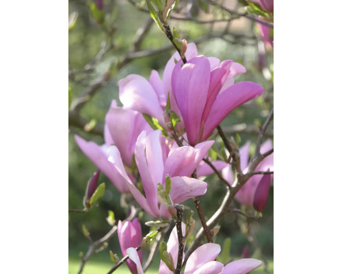Magnolia pourpre 'Susan' XXL Floraself Magnolia liliiflora 'Susan' H 100-125 cm