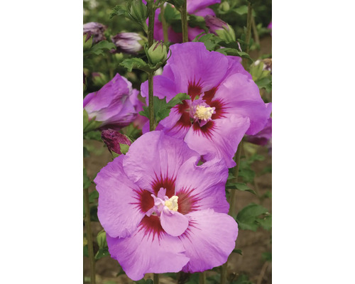 Hibiscus de Syrie FloraSelf Hibiscus syriacus Tahiti Co 15 L fleurs semi-double Gros plan de fleurs d''hibiscus violettes