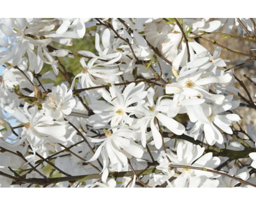 Stern-Magnolie 'Royal Star' FloraSelf Magnolia stellata 'Royal Star' H 100-125 cm Co 18 L