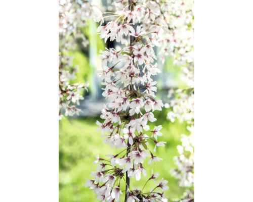 Cerisier à fleurs du Japon 'Snow Fountains' XXL demi-tige FloraSelf Prunus 'Snow Fountains' Co 18 l