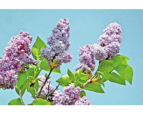 Lilas commun FloraSelf Syringa vulgaris 'Taras Bulba' H 40-60 cm Co 3 l