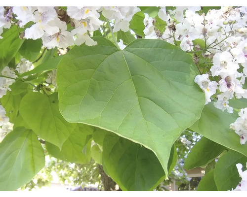 Catalpa boule FloraSelf Catalpa bungei demi-tige de hauteur env. 125 cm Co 18 l Feuilles et fleurs d''un arbre trompette