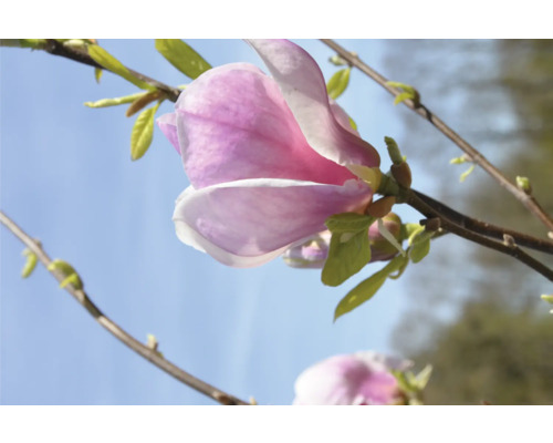 Magnolia de Chine 'Rustica Rubra' XXL FloraSelf Magnolia x soulangiana 'Rustica Rubra' H 100-125 cm Co 18 L