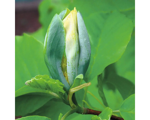 Magnolie FloraSelf Magnolia 'Blue Opal' H 100-125 cm Co 10 L gelbe Blüte, bläuliche Knospe