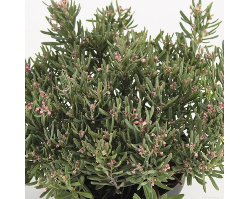 Andromeda-Pflanze mit grünen Blättern und zarten Blüten