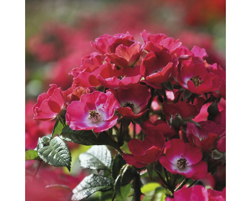 Rosier arbustif rosier nain 'Rosy Boom Mini' FloraSelf Rose 'Rosy Boom Mini' Co 6 L couvre-sol