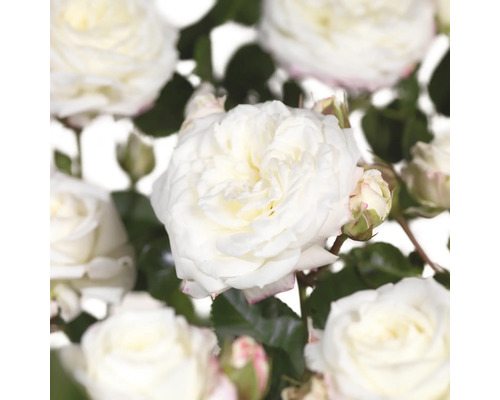 Rosier arbustif 'Alabaster' FloraSelf Rosa x Hybride 'Alabaster' Co 5 L fleur double