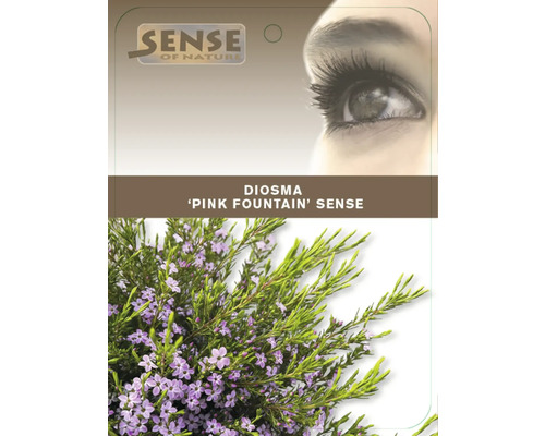 Diosma Pink Fountain Pflanze