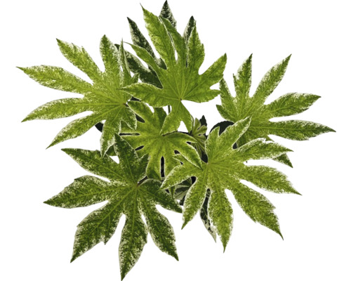 Aralia du japon panaché FloraSelf Fatsia japonica 'Spiderweb' h 40-50 cm Co 2 l Plante d''intérieur Aralia avec de grandes feuilles
