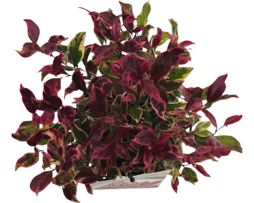 Pot avec plante d''intérieur aux feuilles multicolores