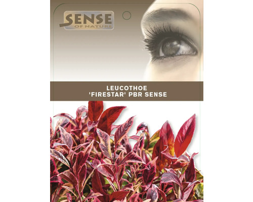 Leucothoe Firestar arbuste d''ornement en pot