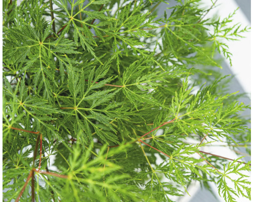 Érable du Japon vert 'Dissectum' FloraSelf Acer palmatum 'Dissectum' h 80-100 Co 6,5 l