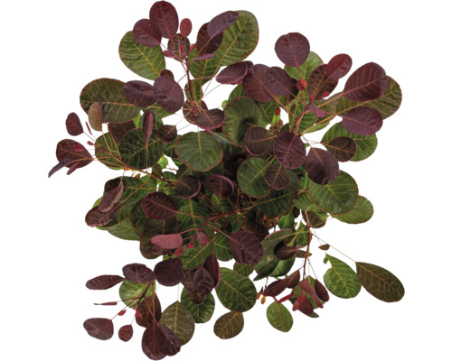 Arbre à perruque avec des feuilles vertes et rouges vues de dessus