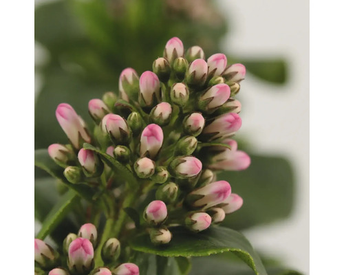 Arbuste andin 'Pink Elle' FloraSelf Escallonia ‘Pink Elle‘ H 20-20 cm Co 2 L