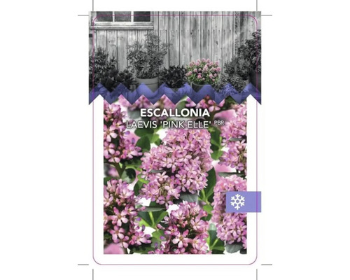 Escallonia Laevis ''Pink Elle'' Pflanzenetikett