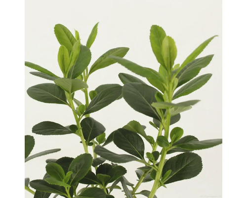 Immergrüner Strauch mit ovalen Blättern für den Garten