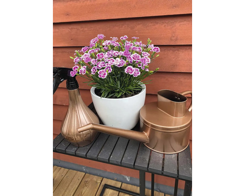 Dekorative Gartenszene mit Nelken in einem weißen Topf, einer Gießkanne und einer Sprühflasche auf einem Tisch