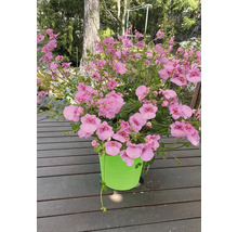 Plante de Némésie en pot